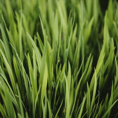 June 15 Fresh Cut Green Grass