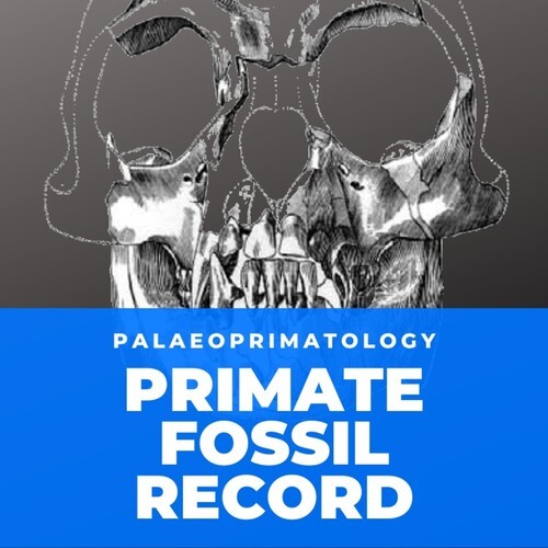 The Primate Fossil Record