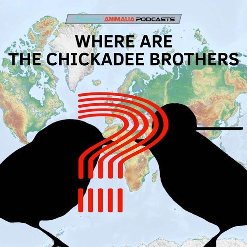 Where Are the Chickadee Brothers?